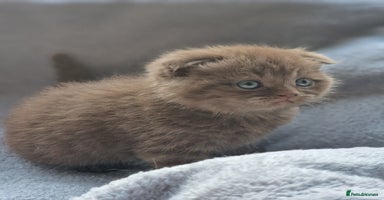 Scottish Fold cats - Advert 2