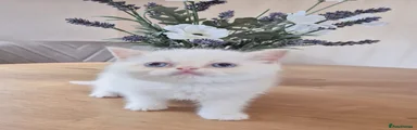 Persian 3