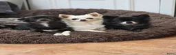 Chihuahua dogs for sale: Beautiful 3yr old Chihuahua for sale - Advert 2