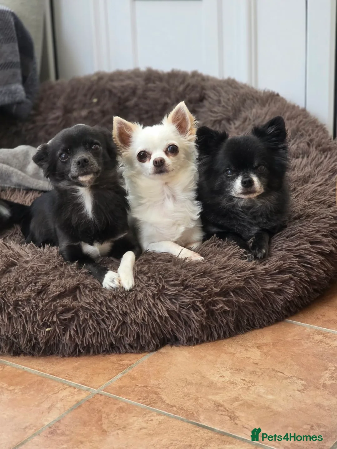 Chihuahua dogs for sale: Beautiful 3yr old Chihuahua for sale - Advert 2