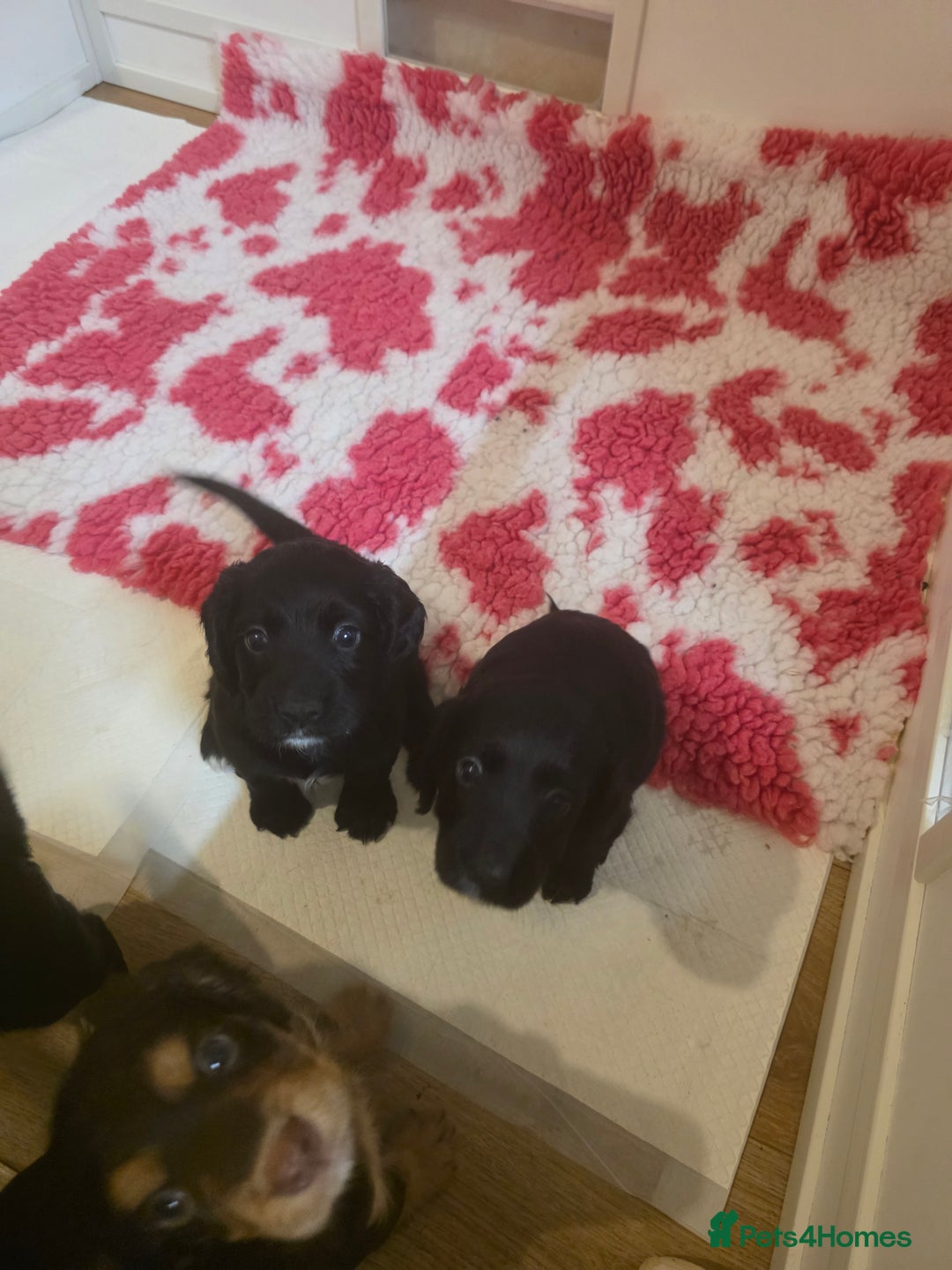 Cocker Spaniel dogs for sale: Working Cocker Spaniel Puppies - Image 5