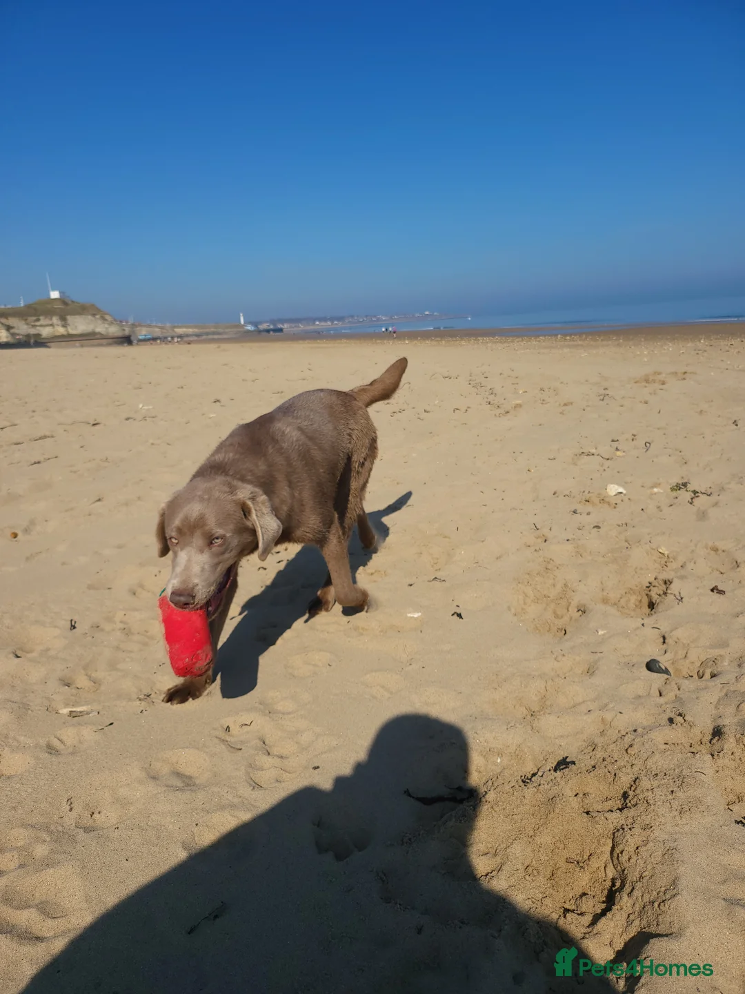 Labrador Retriever dogs for stud: Handsome silver labrador for stud  in Sunderland - Advert 8