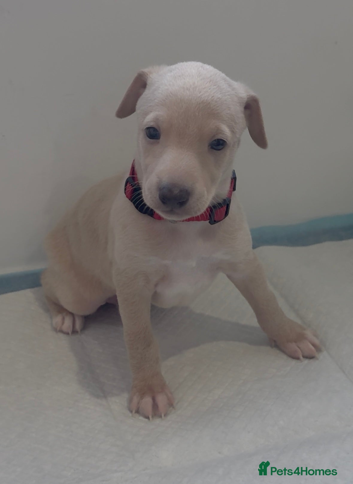 Italian Greyhound dogs Exceptionally Well-Bred Italian Greyhound Puppies - Advert 4