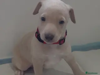 Italian Greyhound dogs Exceptionally Well-Bred Italian Greyhound Puppies - Advert 4