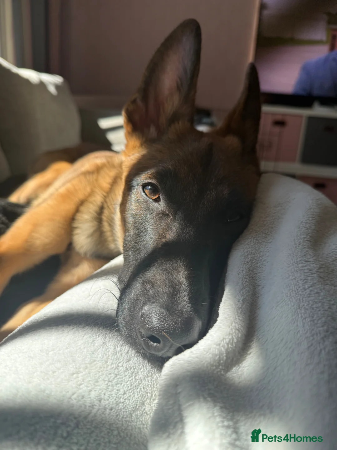 Belgian Shepherd Dog dogs for sale: Belgian Malinois male  in Aberdeen - Advert 1