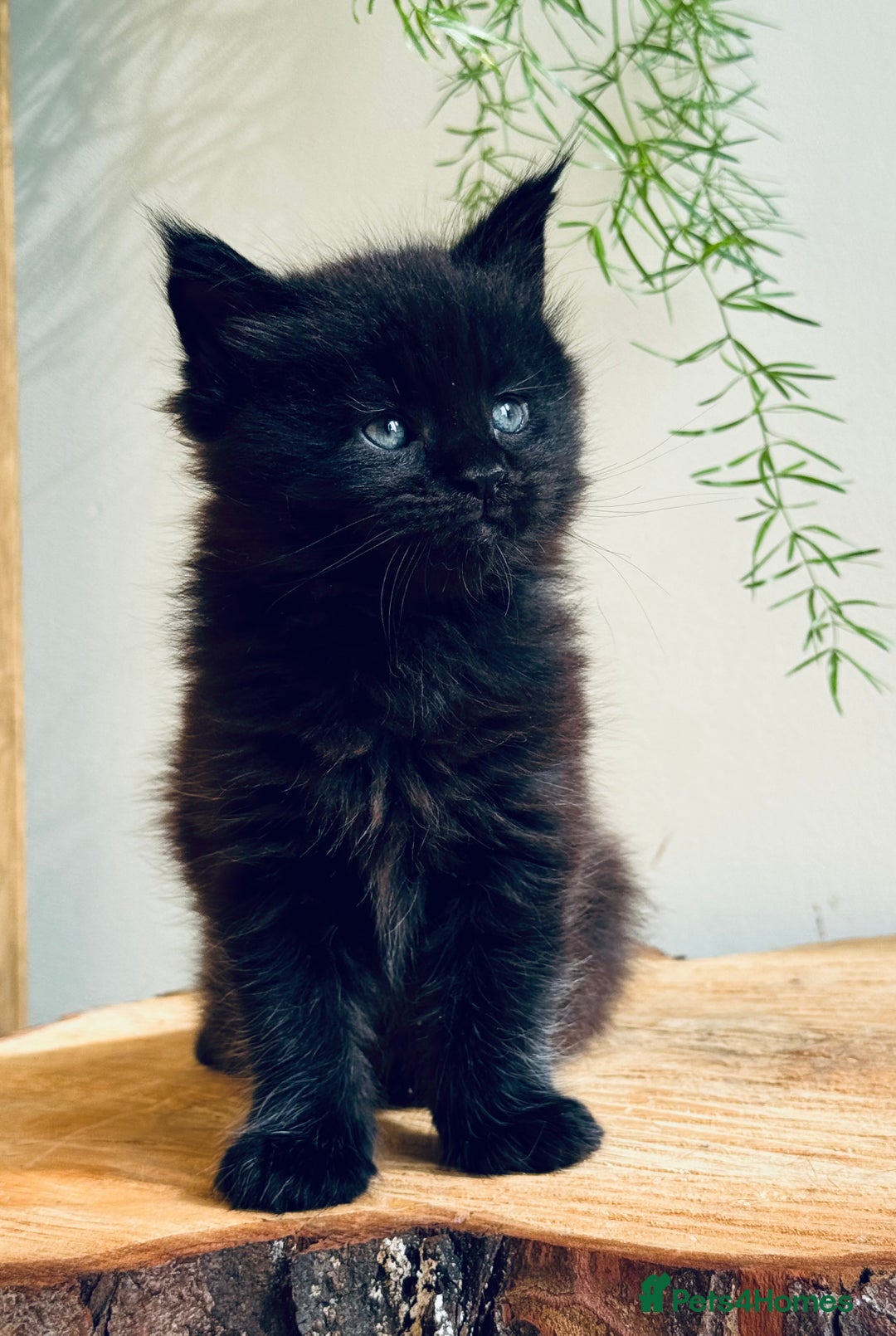 Maine Coon cats for sale: Maine Coon kittens - Advert 19