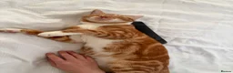Mixed Breed cats for sale: 3 cats for sale  - Advert 11