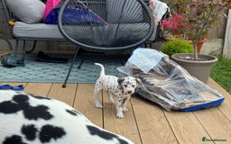 Dalmatian dogs for sale: 7 Dalmatian puppies available  - Image 22