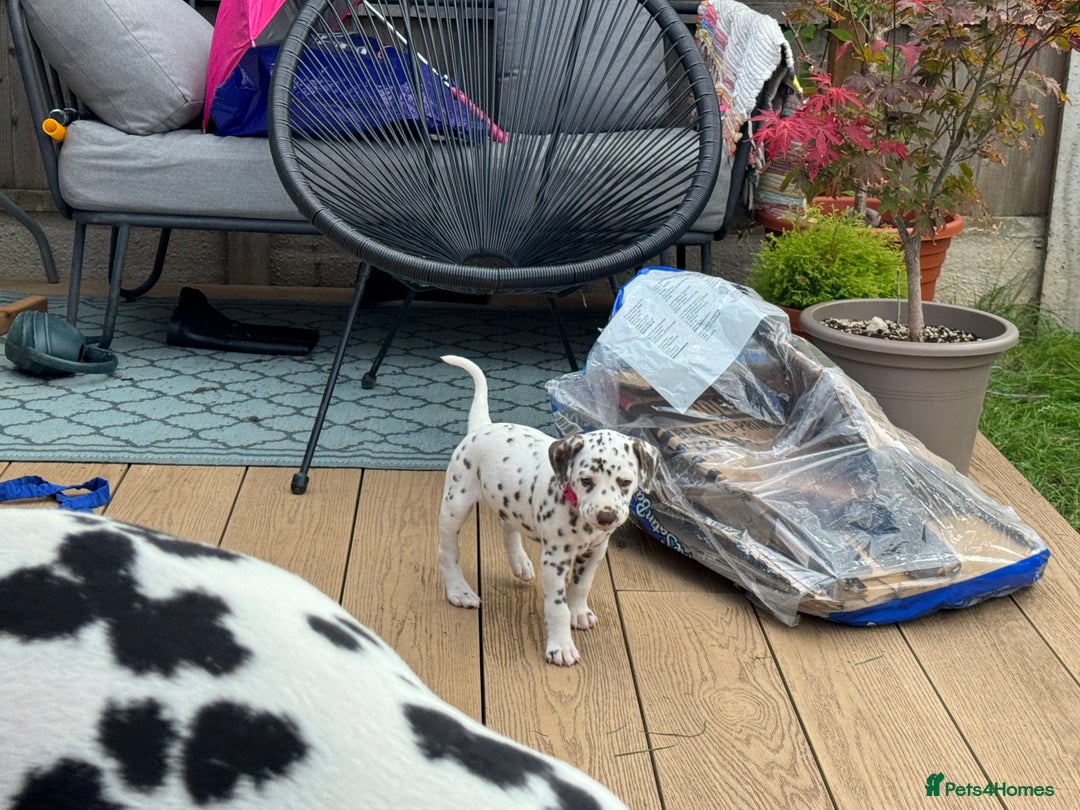 Dalmatian dogs for sale: 7 Dalmatian puppies available  - Image 22