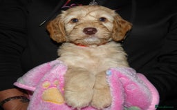 Cockapoo dogs for sale: Cockapoo F2 Puppies - Image 4