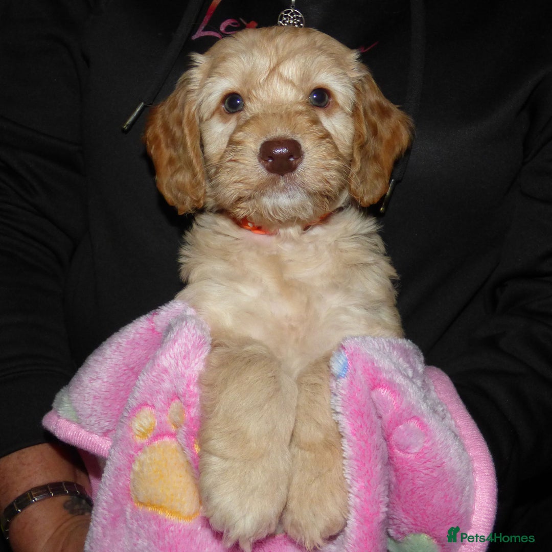 Cockapoo dogs for sale: Cockapoo F2 Puppies - Image 4