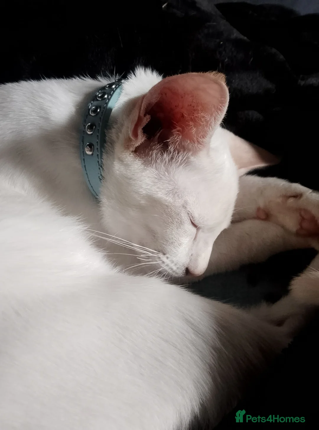 Siamese cats for sale: Siamese kitten - Advert 4