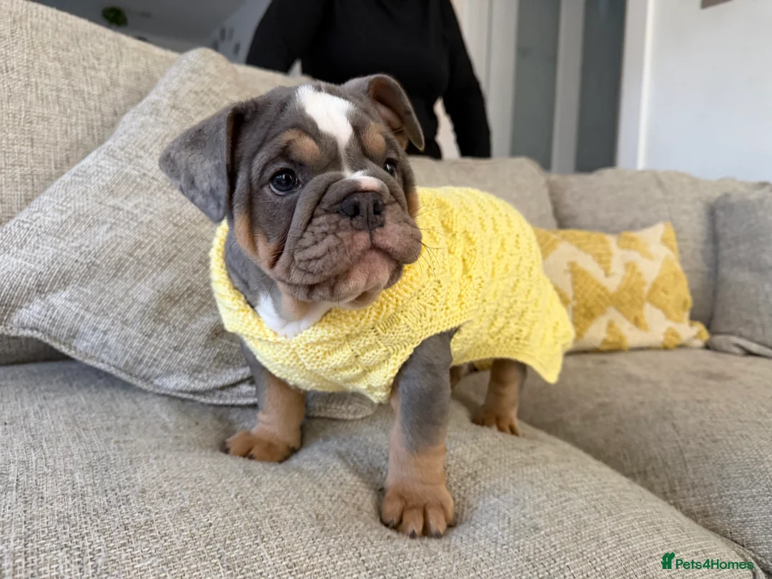 English Bulldog dogs for sale: KC registered English bulldog puppies  - Advert 12