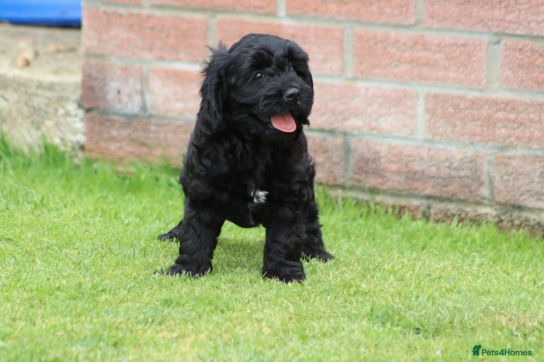 Cavapoo dogs for sale: Beautiful Cavapoo puppies for sale - Image 30
