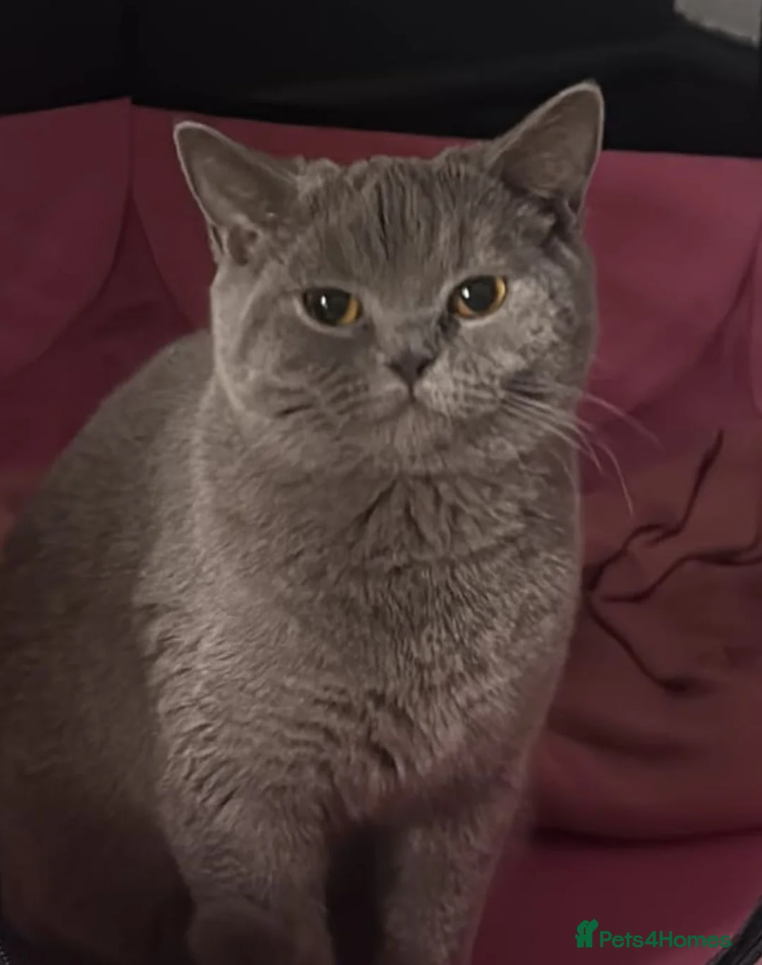 British Shorthair cats for sale: British shorthair kittens  - Advert 7