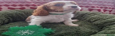 Cavalier King Charles Spaniel 4