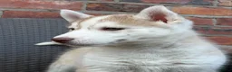 Siberian Husky dogs for sale: Siberian husky puppy dog  - Advert 5