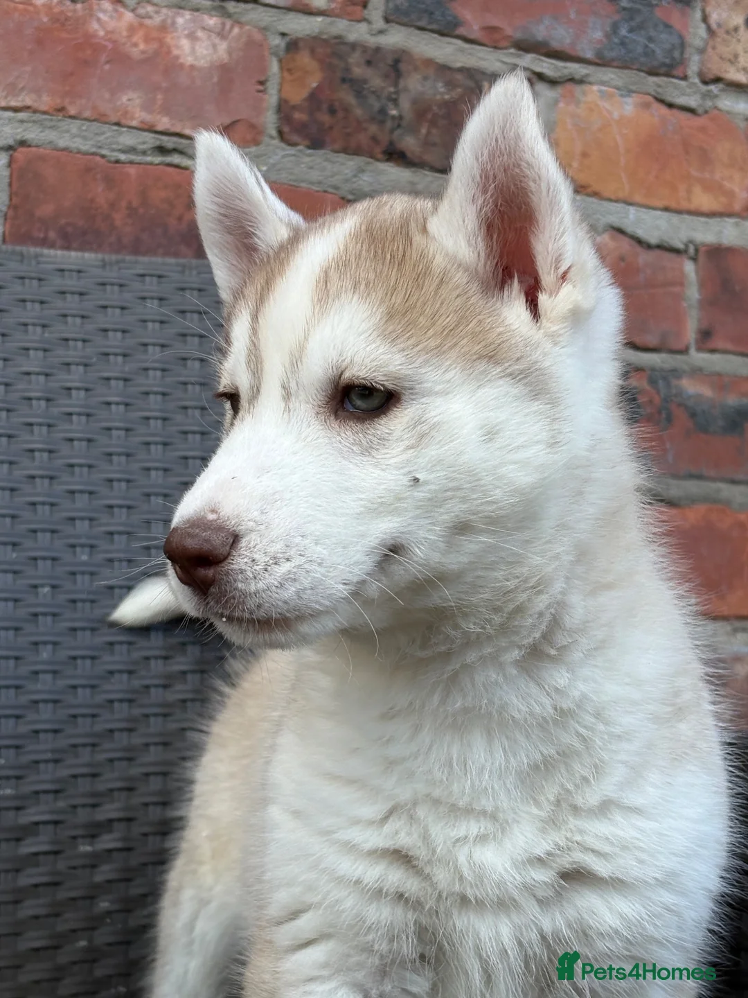 Siberian Husky dogs for sale: Siberian husky puppy dog  - Advert 5