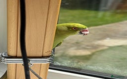 Ringnecks birds for sale: Stunning Green Female Ringneck Parakeet and cage  - Image 4