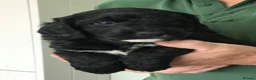 Bernedoodle dogs for sale: Amazing Saint Bernadoodle puppies - Advert 8