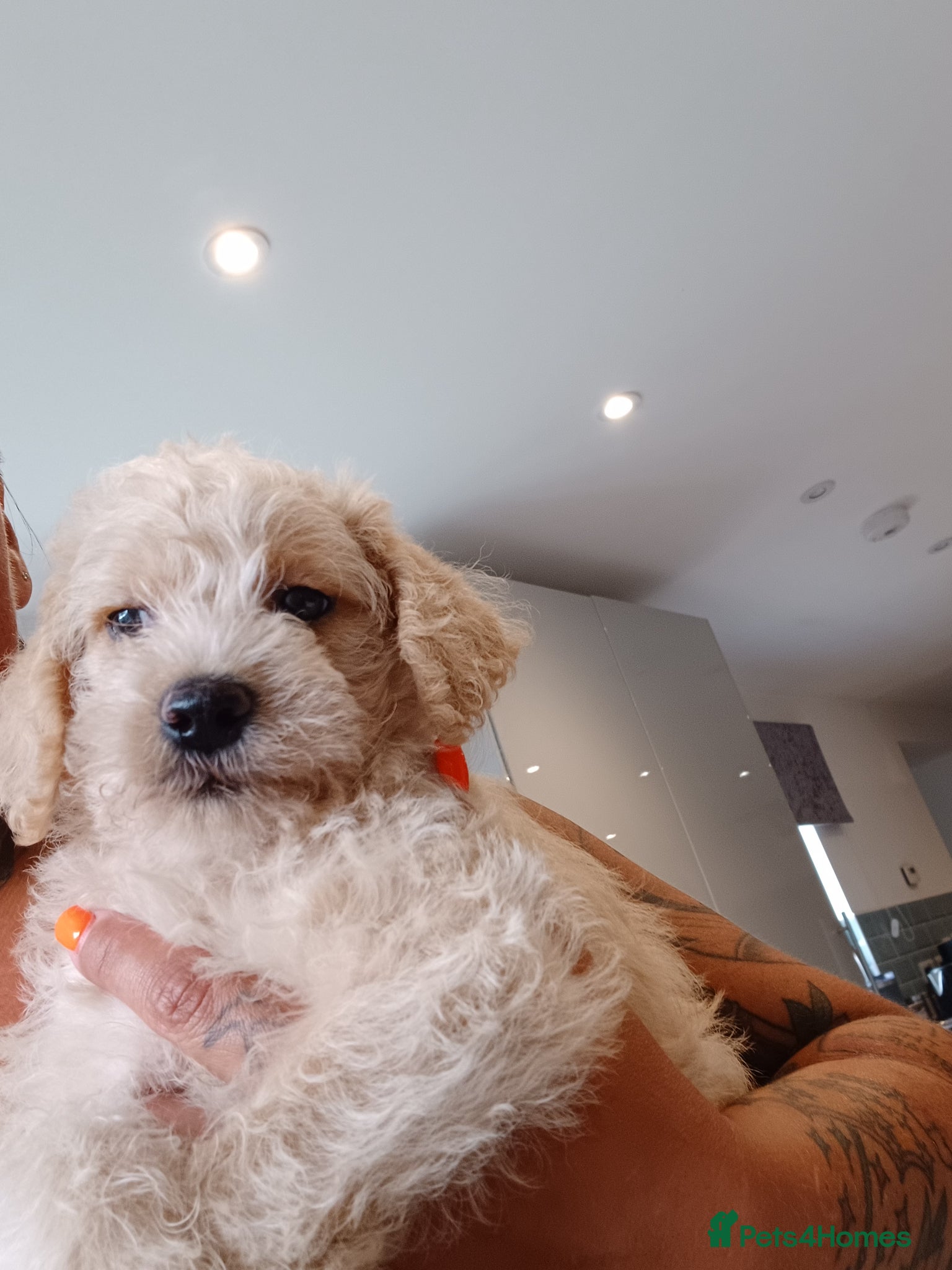 Schnoodle dogs for sale: Schnoodles 2x boy and 1x girl  in Bury Saint Edmunds - Advert 15