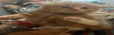 Persian Kitten 1