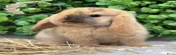 Mini Lop rabbits for sale: Gorgeous Pure Bred Mini Lops - Advert 4