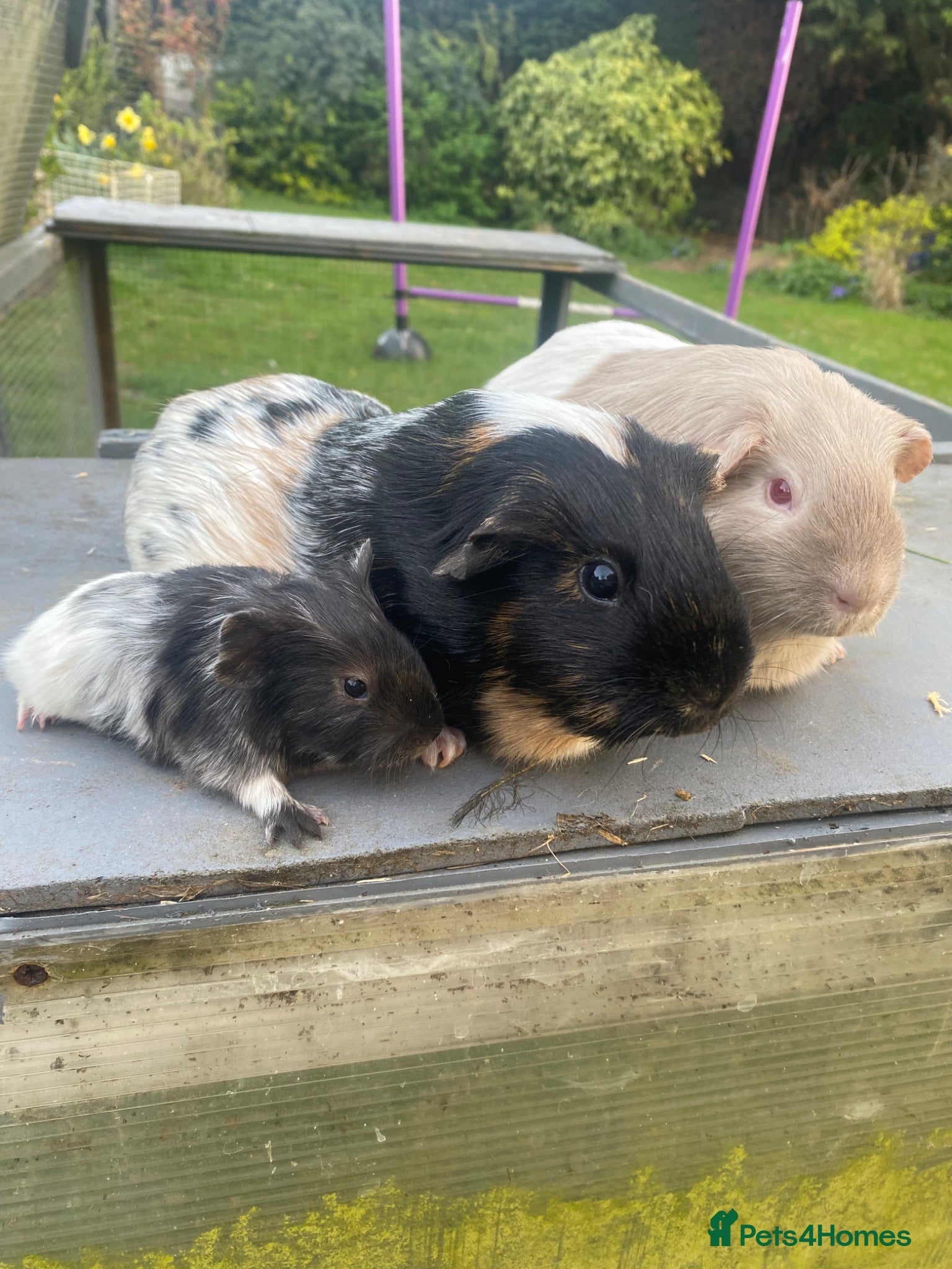 Guinea Pig rodents Trio of Female Guinea Pigs- Must Go Together! - Advert 13
