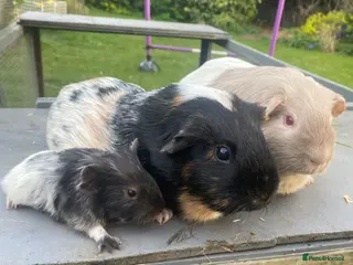 Guinea Pig rodents Trio of Female Guinea Pigs- Must Go Together! - Advert 13