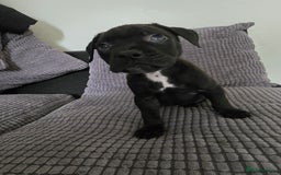 Staffordshire Bull Terrier dogs for sale: Staffordshire bull terrier puppy's  - Image 5