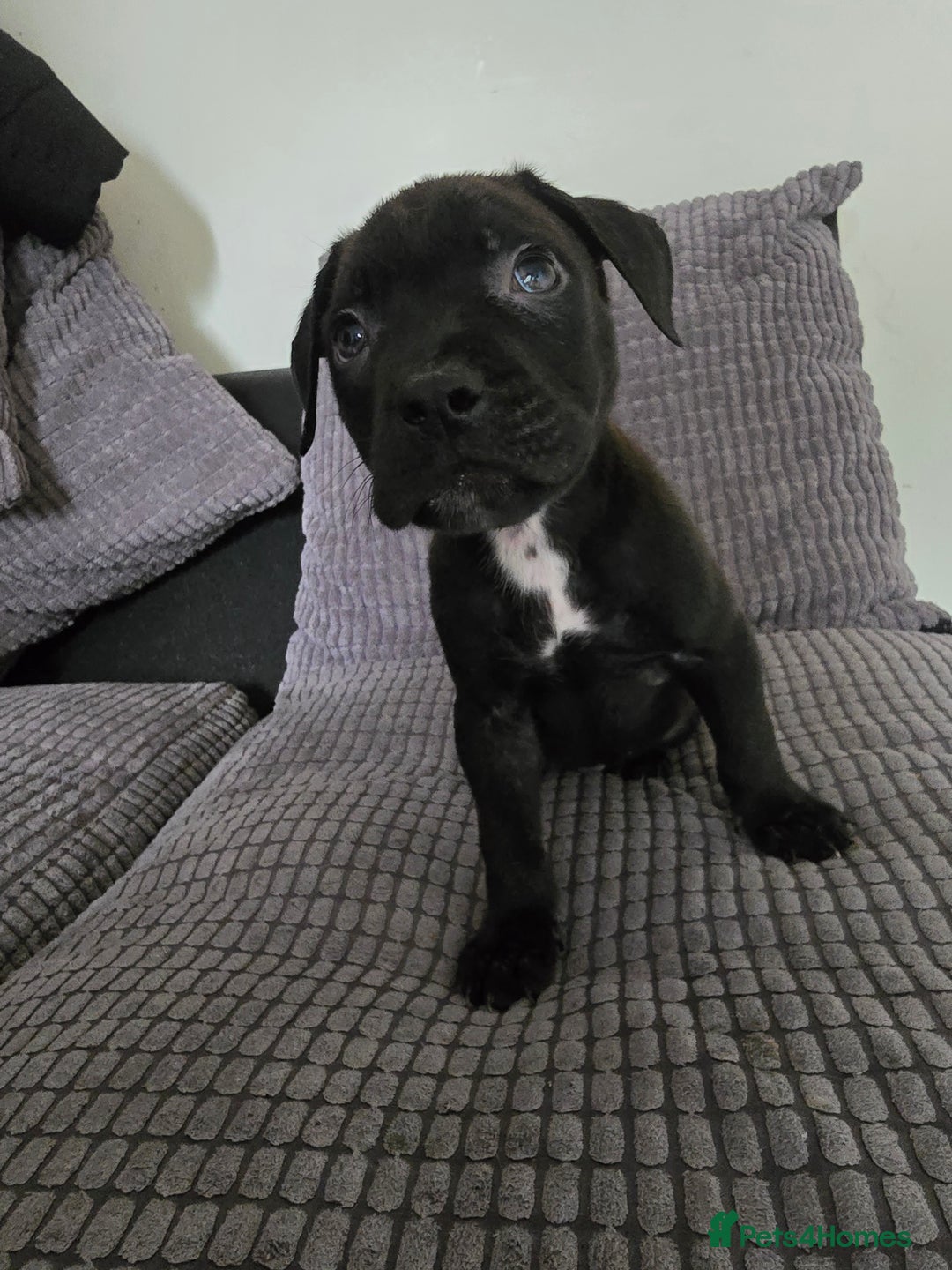 Staffordshire Bull Terrier dogs for sale: Staffordshire bull terrier puppy's  - Image 5