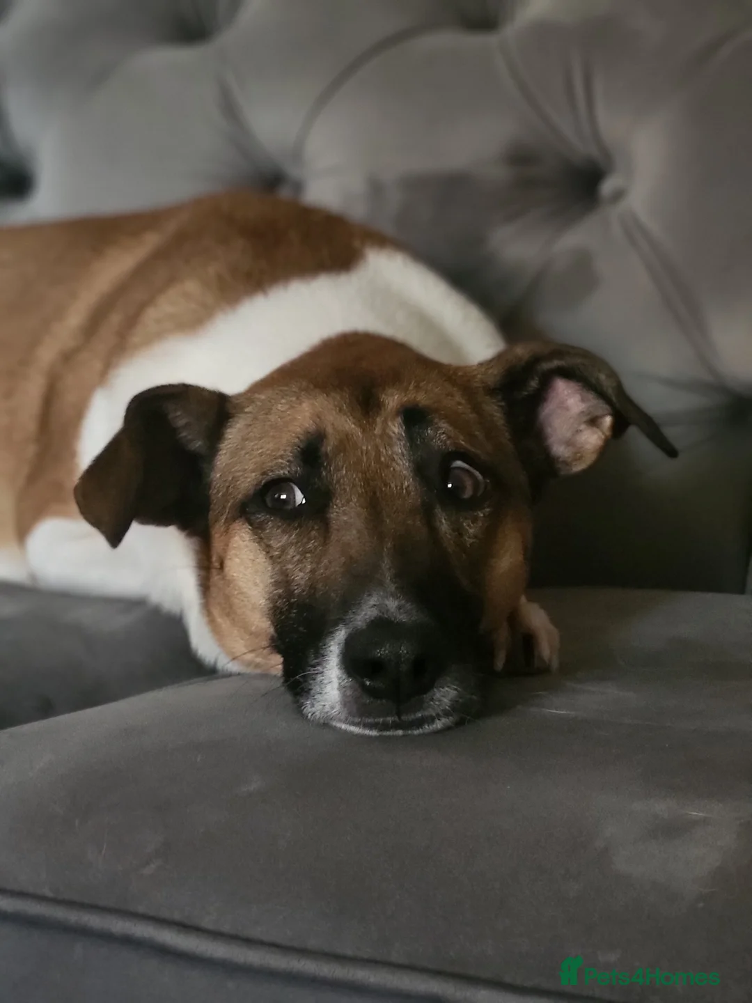 Mixed Breed dogs for sale: Ginny- Ready for rehoming, loves walks! in Ibstock - Advert 1