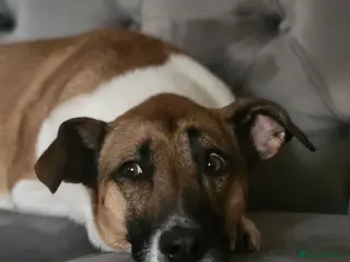 Mixed Breed dogs Ginny- Ready for rehoming, loves walks! in Ibstock - Advert 1