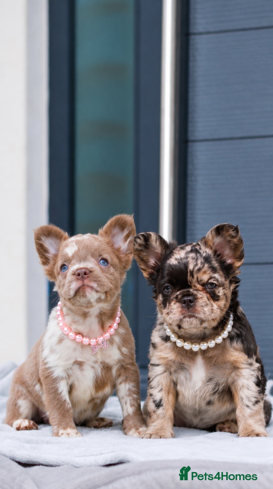 French Bulldog dogs 💎Quality Fluffy Frenchie💎 - Advert 7