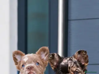 French Bulldog dogs 💎Quality Fluffy Frenchie💎 - Advert 7