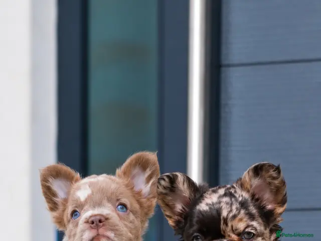 French Bulldog dogs 💎Quality Fluffy Frenchie💎 - Advert 8