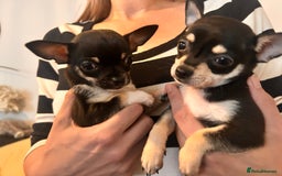 Chihuahua dogs for sale: Tiny ** chihuahua puppies  - Image 8