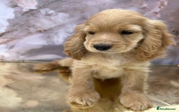 Cockapoo dogs for sale: YANKYDOODLES (COCKERPOOS) - Image 5