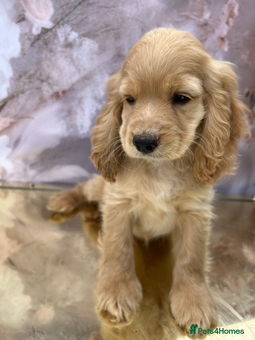 Cockapoo dogs for sale: YANKYDOODLES (COCKERPOOS) - Image 5