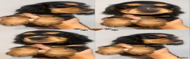 Cocker Spaniel 5
