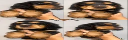 Cocker Spaniel dogs for sale: Beautiful english cocker spaniels leave 24th July  - Advert 32