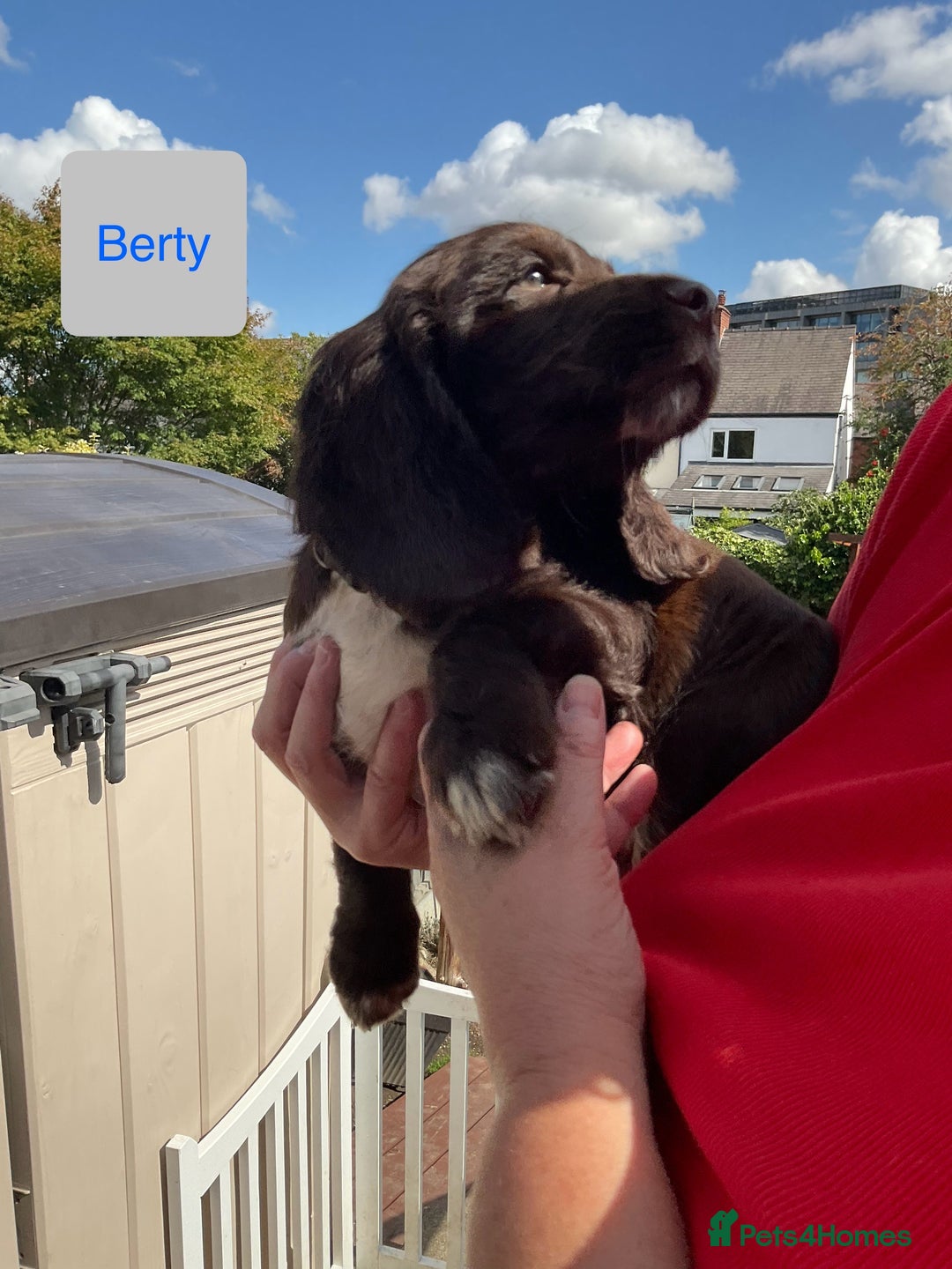 Sprocker dogs for sale: Sprockers 3/4 Cocker spaniel puppies for sale - Image 28
