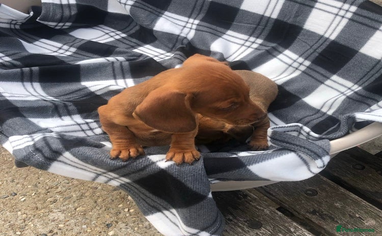 Dachshund dogs - Advert 1