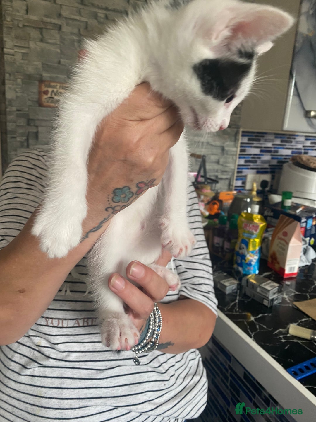 Mixed Breed cats for sale: 2 gorgeous 2 kitchens ready   - Image 8