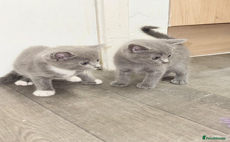 Russian Blue cats - Advert 2