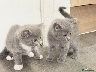 Russian Blue cats - Advert 1