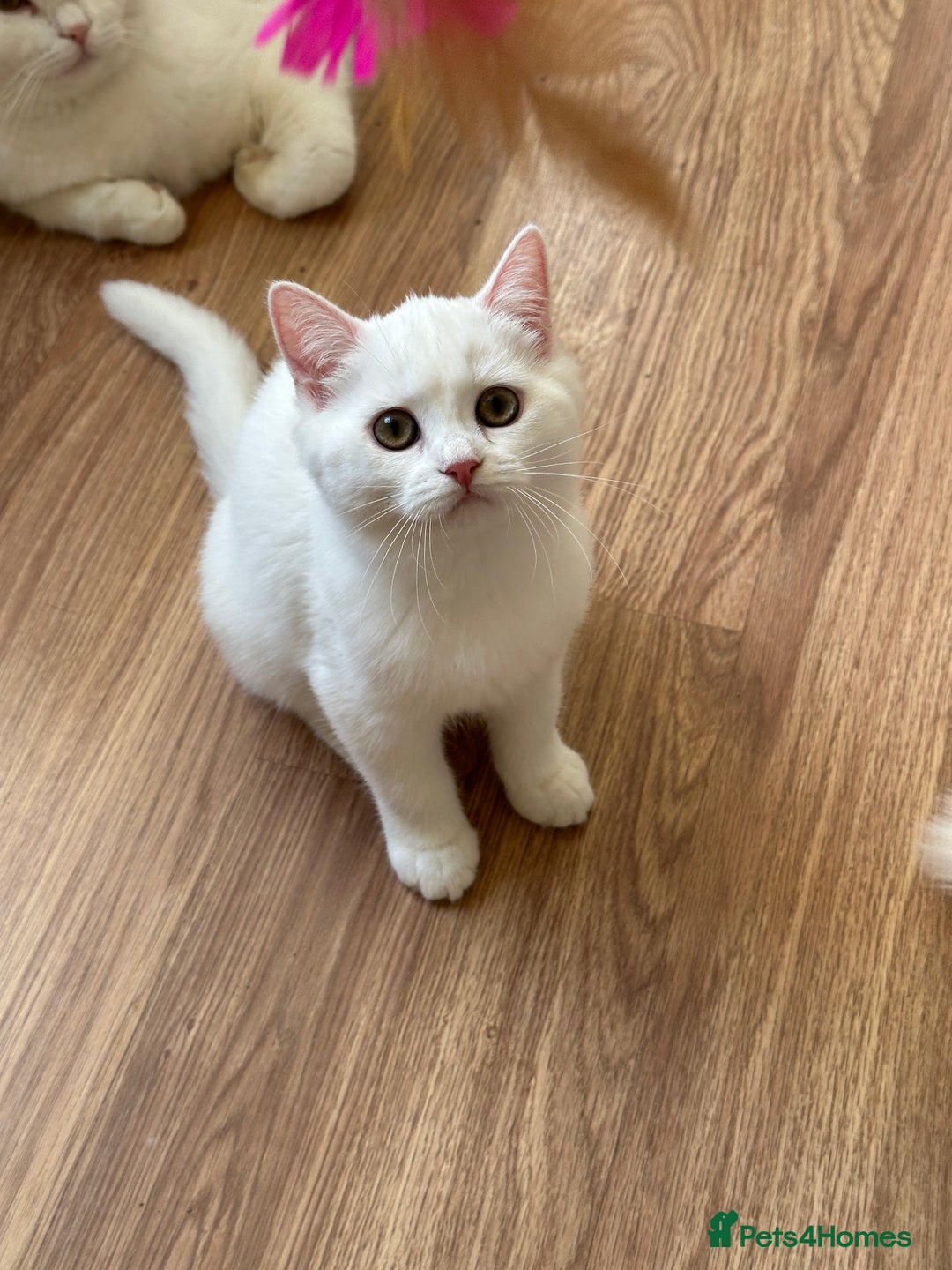 British Shorthair cats for sale: Gorgeous British Longhair & Shorthair Kittens - Advert 25