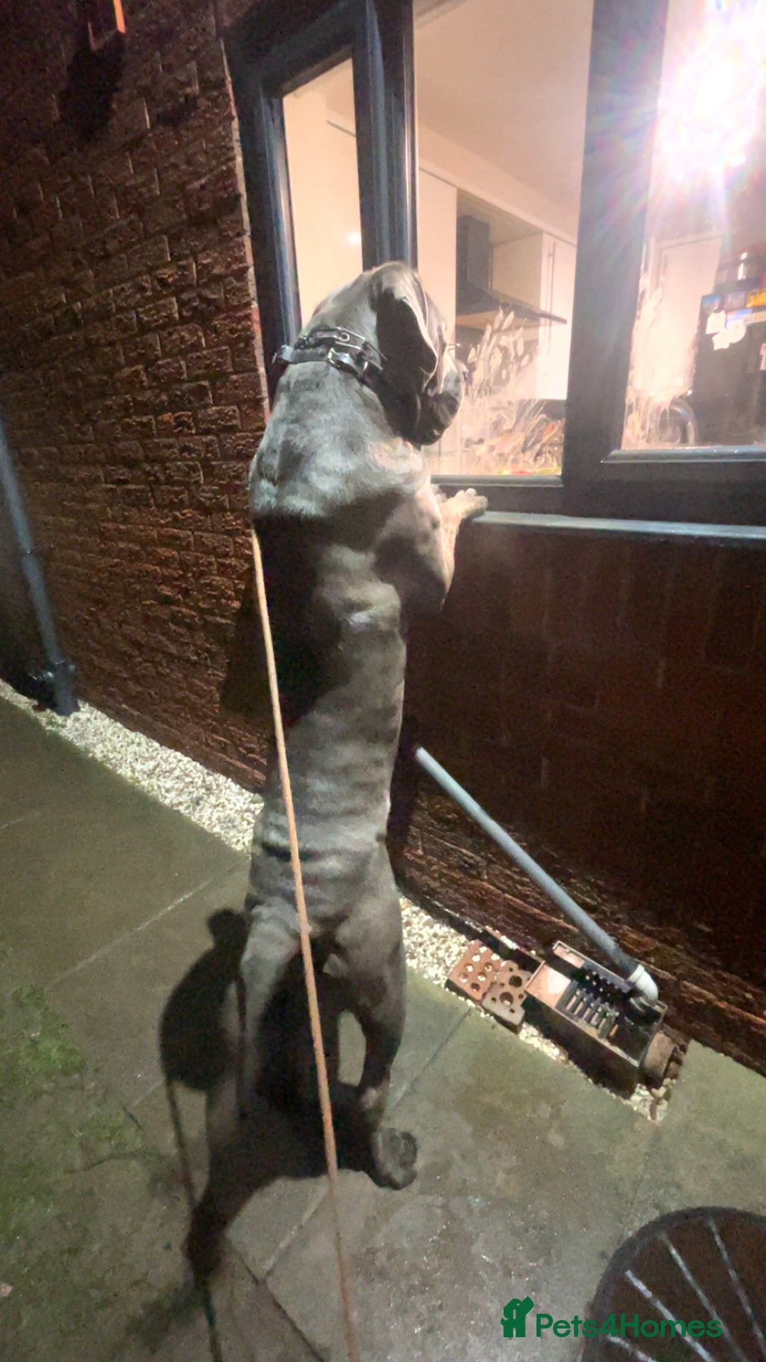 Cane Corso dogs for stud: Cane Corso male stud  - Image 7