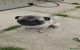 Pug dogs for sale: Adorable 4-Year-Old Pug Looking for a Loving Home - Image 1