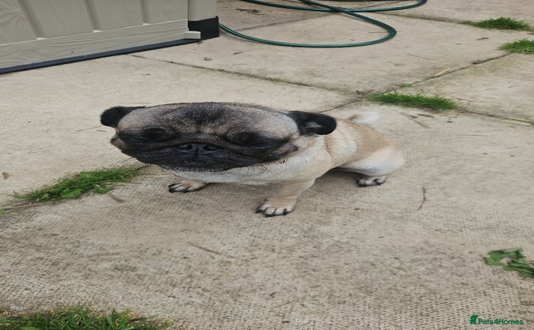 Pug dogs - Advert 1